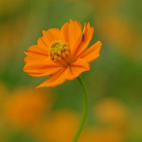 高清唯美硫华菊花卉图片,黄色的花朵太美了