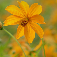 高清唯美硫华菊花卉图片,黄色的花朵太美了