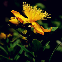 清新金丝桃,黄色的花朵花美丽供观赏换头像吧