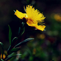 清新金丝桃,黄色的花朵花美丽供观赏换头像吧