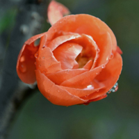 橙色海棠花图片头像,附海棠花语温和、美丽、快乐