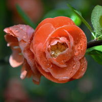 橙色海棠花图片头像,附海棠花语温和、美丽、快乐