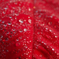 艳丽的一品红花朵头像,一品红图片下载