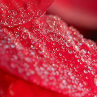 艳丽的一品红花朵头像,一品红图片下载