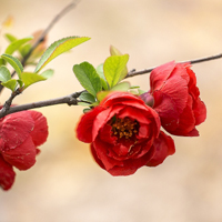 红色的海棠花,男女离别的悲伤情感是花语