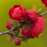 红色的海棠花,男女离别的悲伤情感是花语