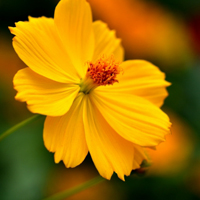 黄金菊花卉图片头像一朵朵清新的花儿最好看