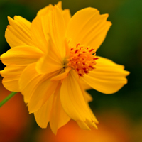 黄金菊花卉图片头像一朵朵清新的花儿最好看