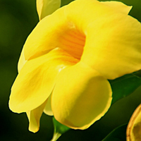 软枝黄婵花图片头像,我活泼,快乐,希望你们都喜欢