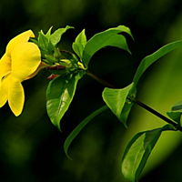 软枝黄婵花图片头像,我活泼,快乐,希望你们都喜欢