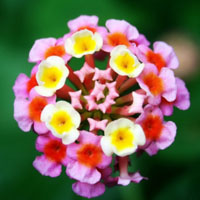 唯美花朵头像,漂亮的五色梅花图片
