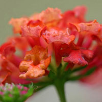 唯美花朵头像,漂亮的五色梅花图片