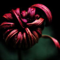 美丽的菊花头像图片,深红的,黑色的菊花