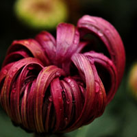 美丽的菊花头像图片,深红的,黑色的菊花