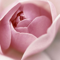 玫瑰花头像图片,恋人物语粉色玫瑰花图片