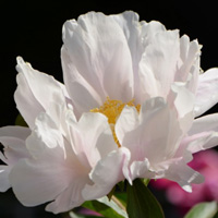 高清花朵头像,粉色和白色的芍药花图片下载