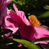 高清花朵头像,粉色和白色的芍药花图片下载