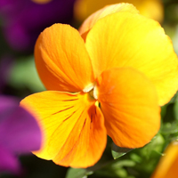 唯美花卉头像,漂亮好看的红色,紫色,黄色花朵图片