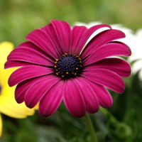 唯美花卉头像,漂亮好看的红色,紫色,黄色花朵图片