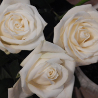 白玫瑰头像,纯洁的白玫瑰图片,天真和纯纯的爱