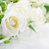 白玫瑰头像,纯洁的白玫瑰图片,天真和纯纯的爱