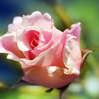 情人节玫瑰头像,情人节玫瑰花图片,最好的礼物啦！