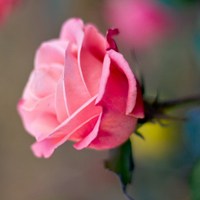 情人节玫瑰头像,情人节玫瑰花图片,最好的礼物啦！
