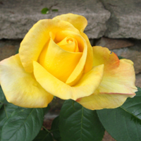最美黄玫瑰头像,优雅的姿态,明亮的颜色