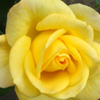 最美黄玫瑰头像,优雅的姿态,明亮的颜色