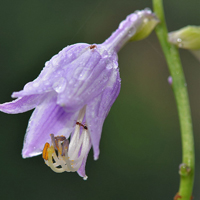 紫色花朵头像,紫色的玉簪花图片