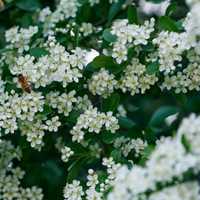 白色的火棘花图片,微信白色花朵头像大全
