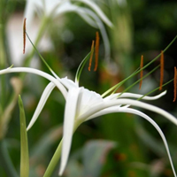 好看的白色花朵头像,白色蜘蛛兰图片