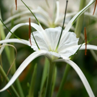 好看的白色花朵头像,白色蜘蛛兰图片