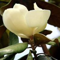 唯美花朵头像,白色荷花玉兰图片