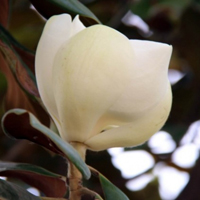 唯美花朵头像,白色荷花玉兰图片