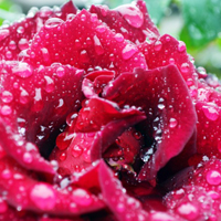 红玫瑰头像图片,2015年情人节必备送给你爱的人