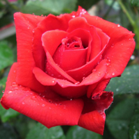 红玫瑰头像图片,2015年情人节必备送给你爱的人