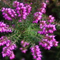 唯美的紫色红色花朵头像,欧石楠花卉图片下载