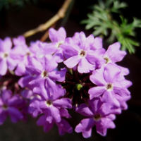 唯美的紫色红色花朵头像,欧石楠花卉图片下载