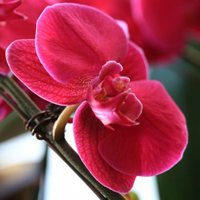 唯美小清新花朵头像,红色,白色蝴蝶兰图片