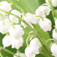 白色花朵头像,铃兰花图片,花语:幸福归来