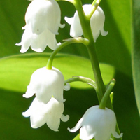 白色花朵头像,铃兰花图片,花语:幸福归来