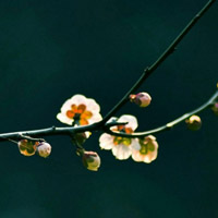 寒冬腊月孤傲的梅花图片,微信头像花朵