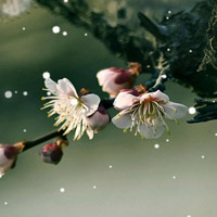 寒冬腊月孤傲的梅花图片,微信头像花朵