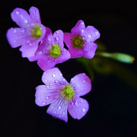 粉色花朵头像,粉色酢浆草花图片大全