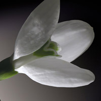 白色花朵头像,热烈的爱意,纯洁的爱情