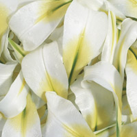 白色花朵头像,热烈的爱意,纯洁的爱情