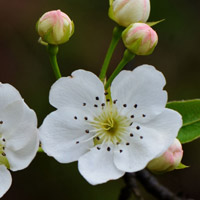 白色的梨花qq头像,梨树的花朵图片大全