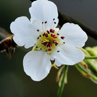 白色的梨花qq头像,梨树的花朵图片大全