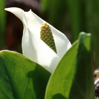 白色花朵头像素材,洁白如玉,春天来了！春天来了！
